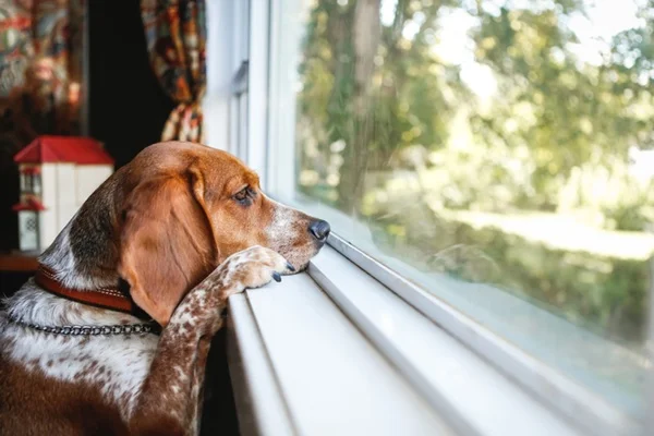 Cachorro pode ficar sozinho o dia todo?