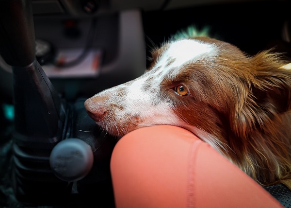 Como é viajar de carro com cachorro? 