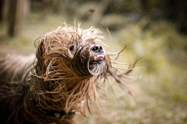 Raça Brasileira De Cachorro Fila Tomando Banho Com Sabão E água