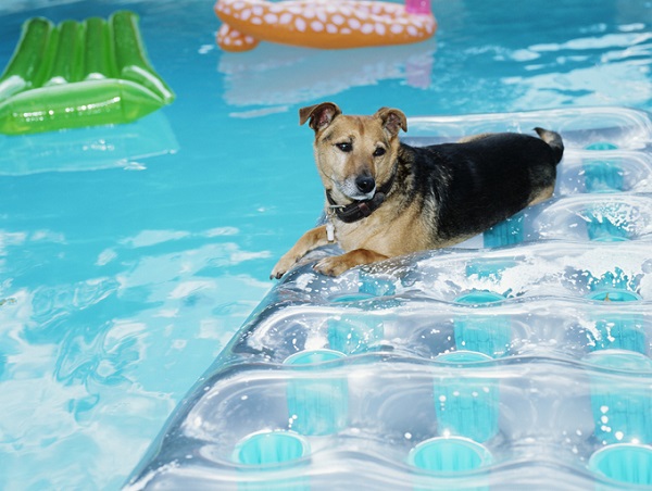 cachorro deitado em um colchão dentro da piscina