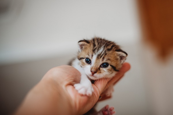 Fezes de gato: tipos e significados - COM FOTOS