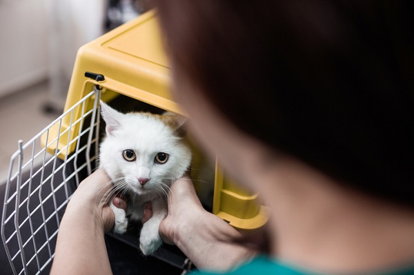  Seu gato tem medo de ir ao médico-veterinário? 