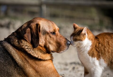 Abril Laranja: conscientização e ações para a prevenção da crueldade animal