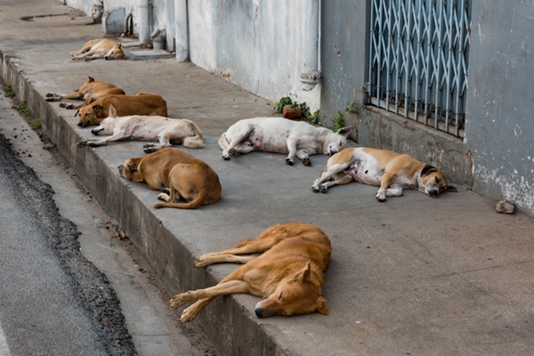 Cachorros abandonados na rua.