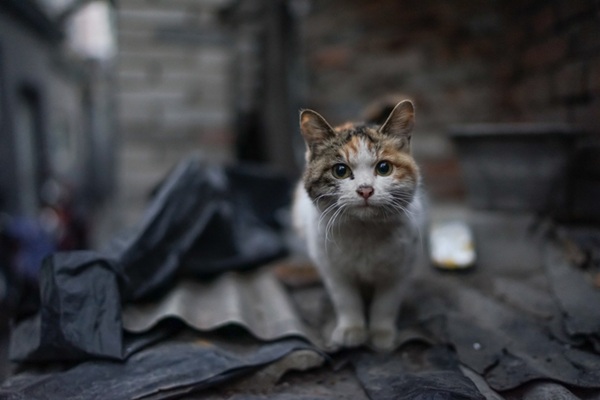 Gato abandonado na rua.