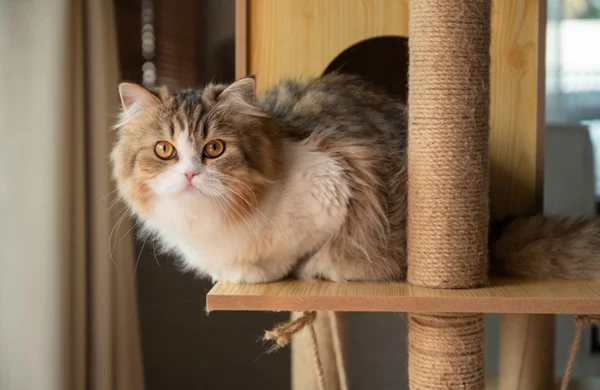 Gato em arranhador.