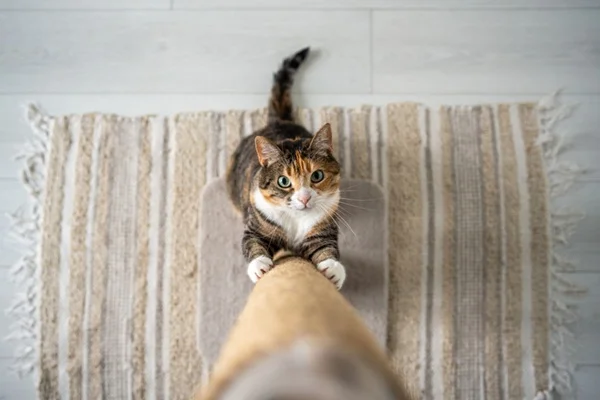 Como fazer enriquecimento ambiental para gatos em casa