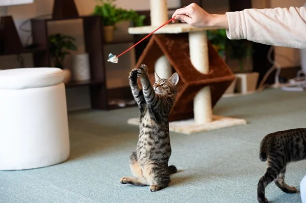 Gato brincando.