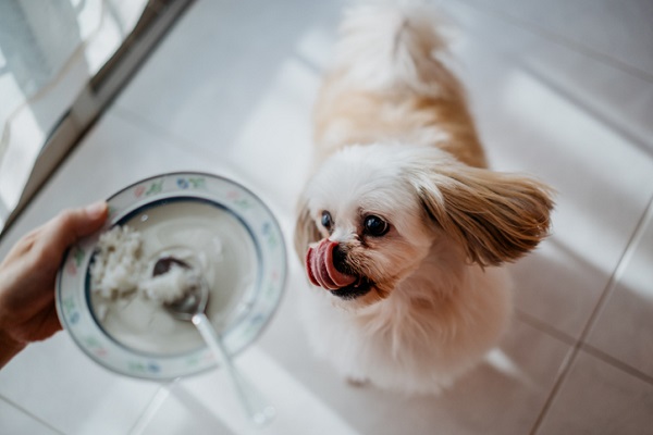 Cachorro pode comer OVO? Benefícios e preparação