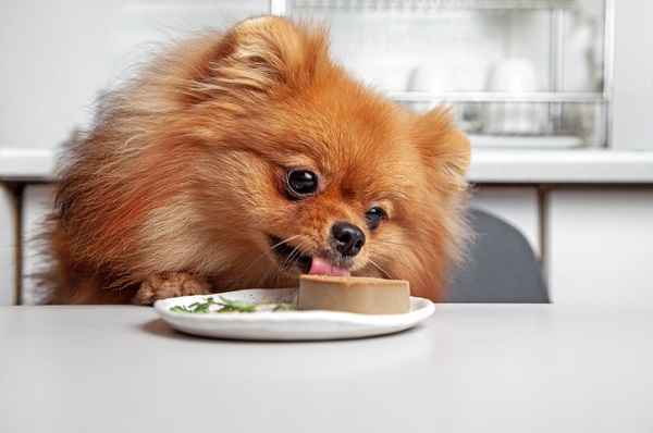 Cachorro pode comer fígado de galinha? Veja aqui