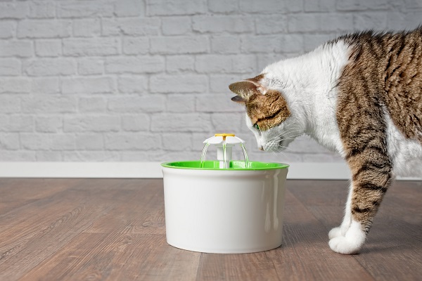 Gato olhando fonte de água para gatos