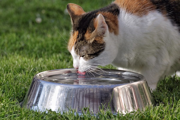 Sete dicas para seu gato beber mais água