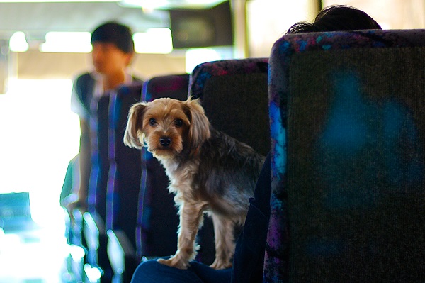 Como chegar até Super Fofinhos Pet Shop em Juvevê de Ônibus?