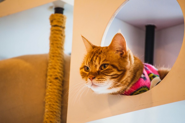 Gato dentro de toca de nicho na parede