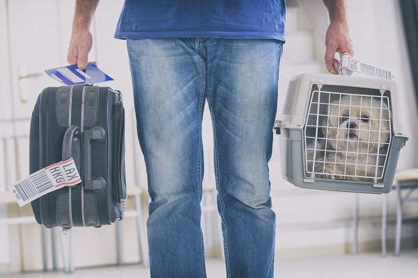 pessoa andando com cachorro dentro da caixinha de transporte