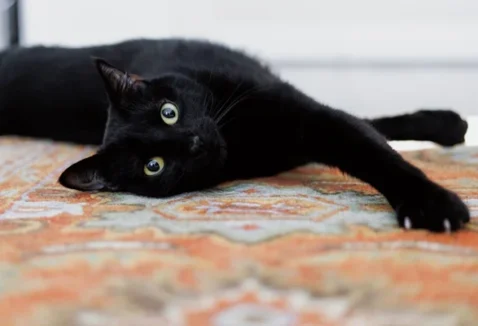 Descubra 8 curiosidades sobre os gatos pretos