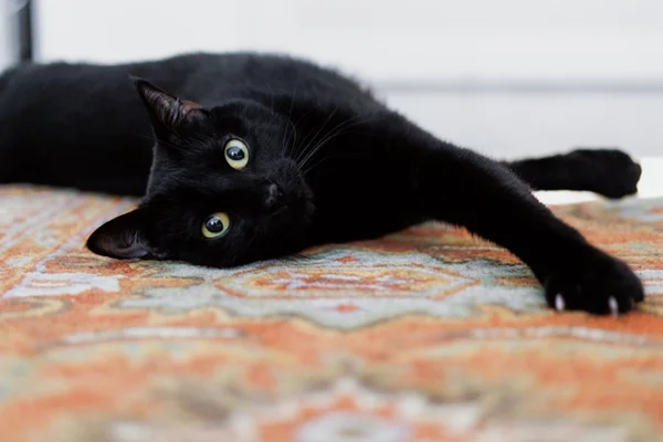 Gato preto deitado