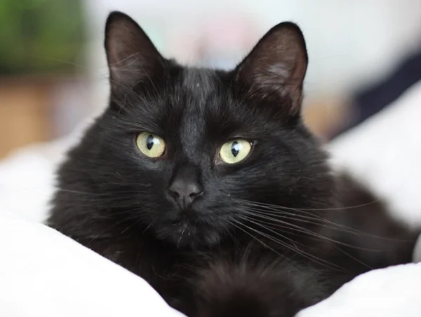 Gato preto de pelo longo