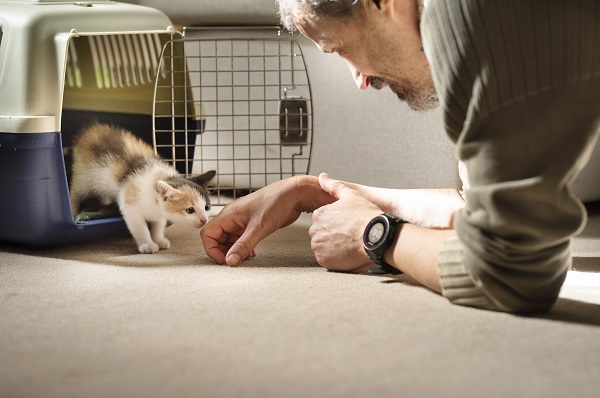 Adoção de pets na pandemia
