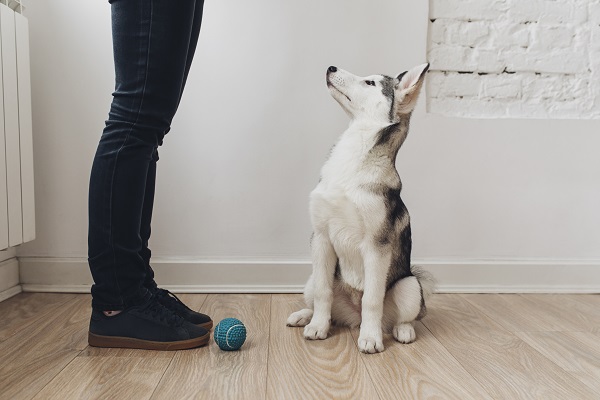 Husky siberiano sentado no chão olhando para seu tutor