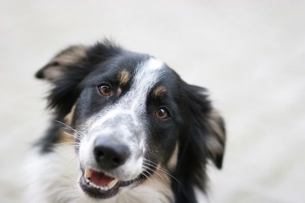 Border Collie, o cachorro mais inteligente do mundo