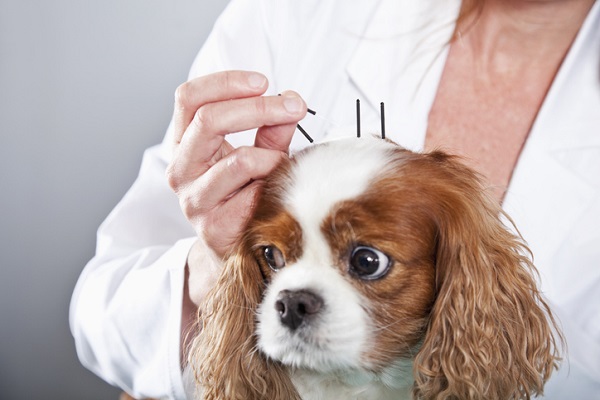 Tudo o que você precisa saber sobre: acupuntura veterinária