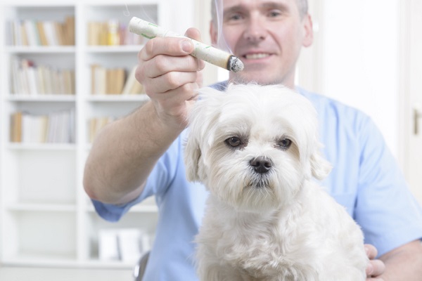 Cachorro sendo tratado com uma das técnicas de Medicina Chinesa