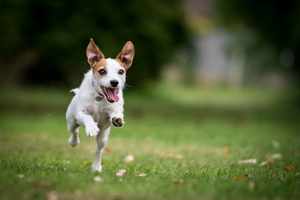Cachorro correndo no campo