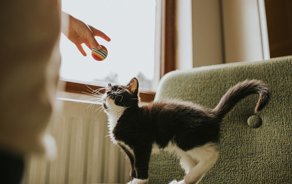 Brincando com o seu gato