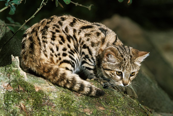 Gatos de três patas, Saúde do gato e cuidados