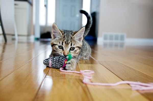 gatinho brincando com rato de brinquedo