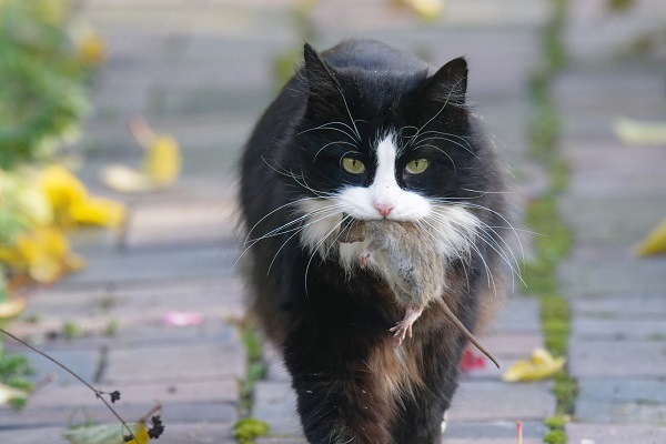 Gato na rua andando com rato na boca