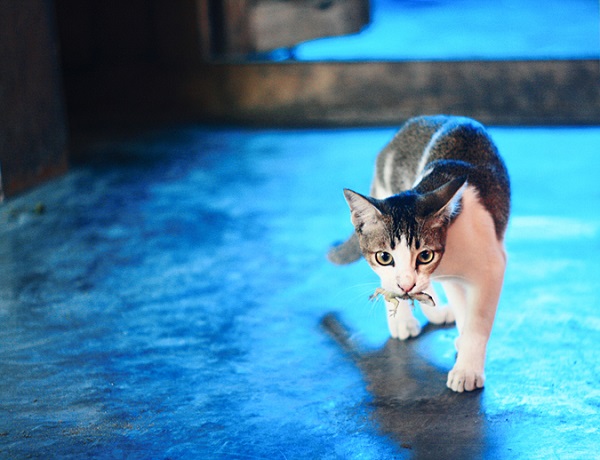 Gato pode comer fígado? Descubra aqui!