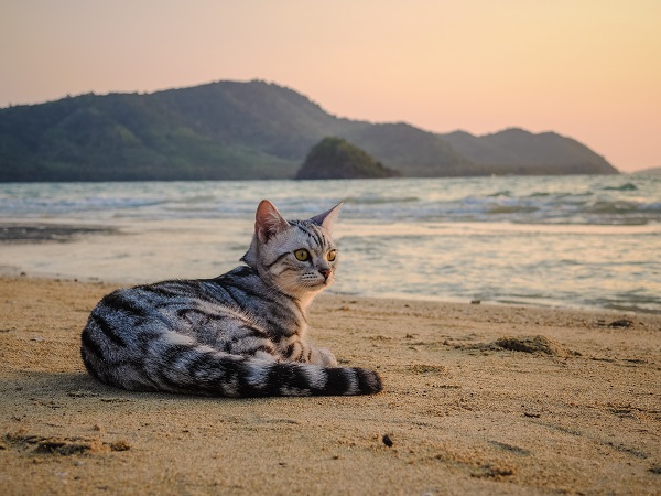 Gato deitado na areia da praia olhando para o mar