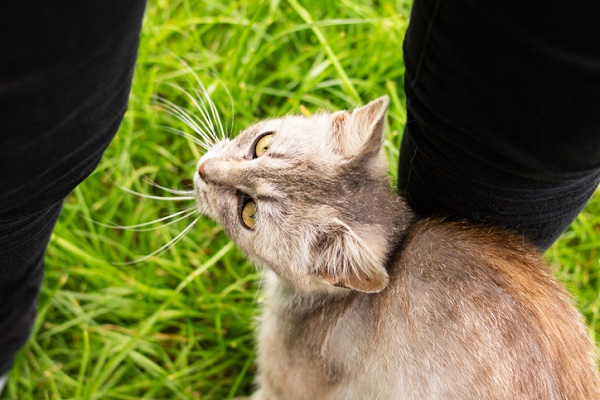 O gato de vocês também é calvo? : r/Gatos