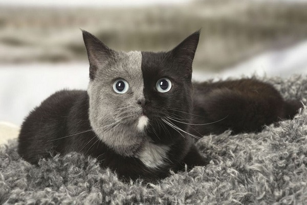 Gato com rosto de duas cores