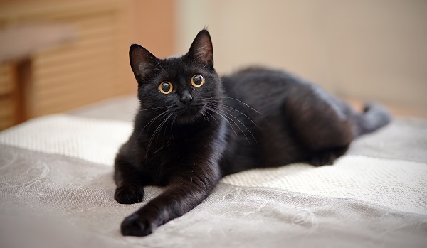 Conhe A Quatro Curiosidades Sobre O Gato Preto Petlove