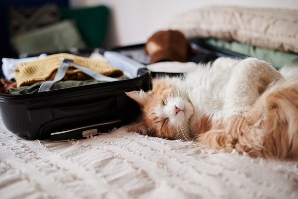 gato laranja deitado na cama perto da mala de viagem gato pode andar de onibus
