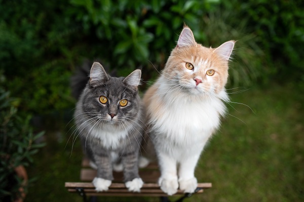 Gatos reconhecem nomes de outros felinos e de seus tutores, revela estudo | Petlove