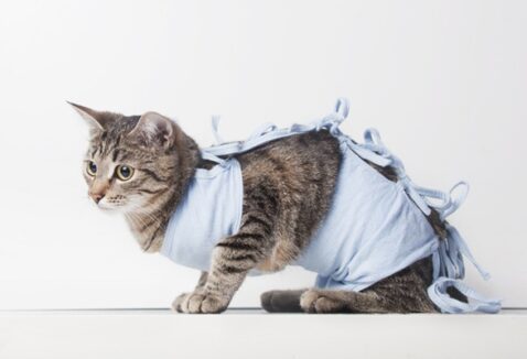 Com quantos meses pode castrar um gato? Entenda os cuidados