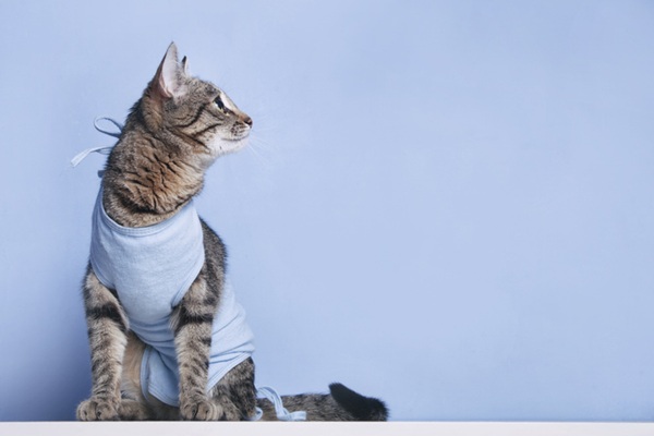 Gato com roupa de pós castração.