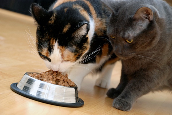 Gatos comendo ração para gato castrado.