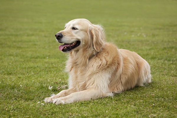 Cachorros fofos: conheça uma lista com as raças