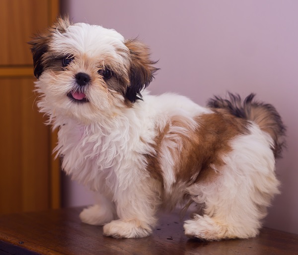 Animais, Cachorro mais fofo, Cachorrinhos fofinhos