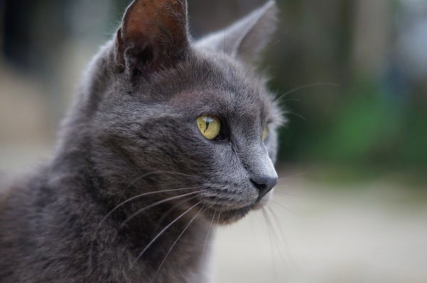 Gato cinza dos olhos verdes olhando para o horizonte