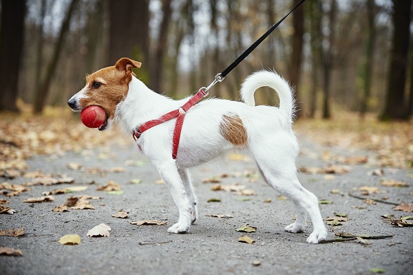 Guia De Treino Para Filhotes De Cachorro: A Guia Para