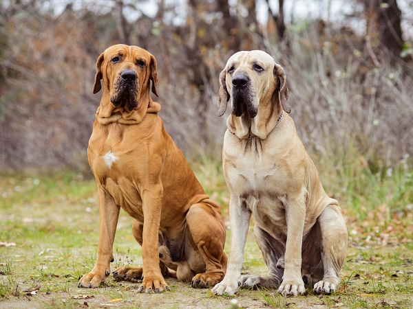Raças de Cães – Fila Brasileiro – Blog Bom Pra Cachorro