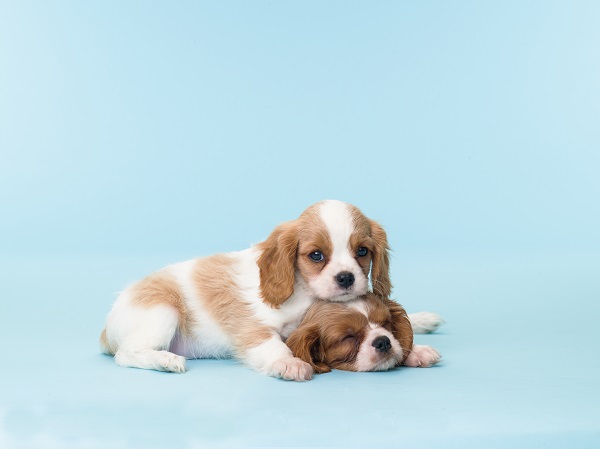 Sonhar com Cachorro: Veja Significados e Como Interpretar