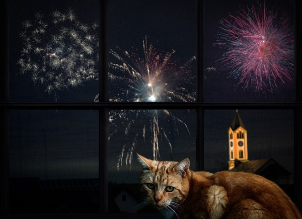 Como proteger os gatos em época de fogos de artifício