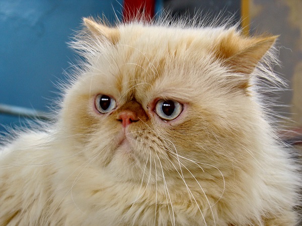 Gato persa bege